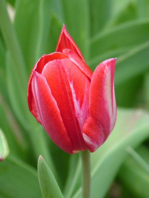 red_white_tulip